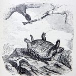 10-3-la-tortue-et-les-deux-canards