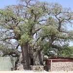 ombalantu_baobab_tree-150×150