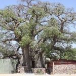 ombalantu_baobab_tree-300×200