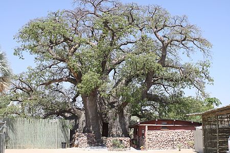 Ombalantu_Baobab_Tree