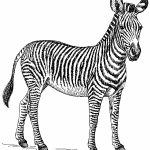 zebra_psf-1851×2048