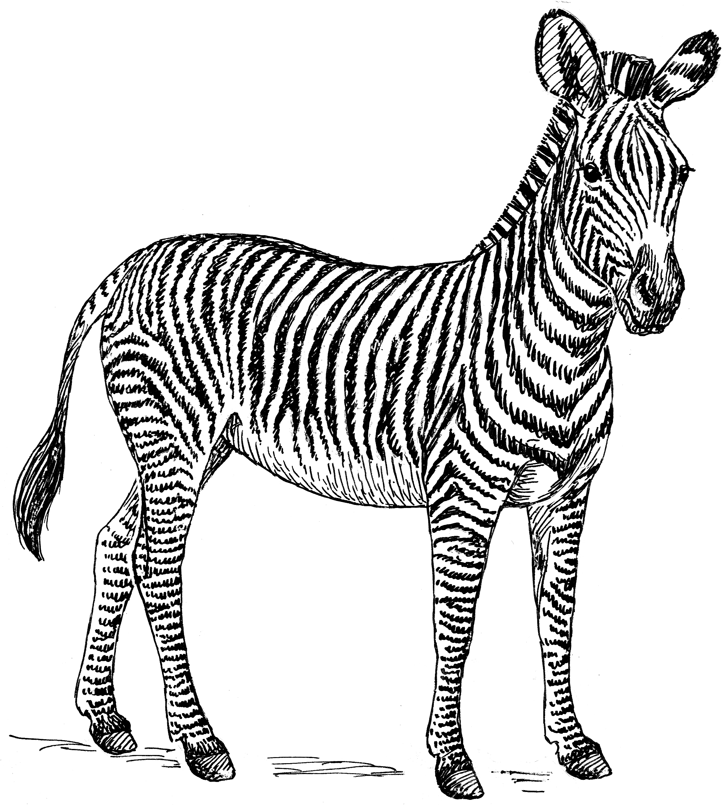 Zebra_(PSF)